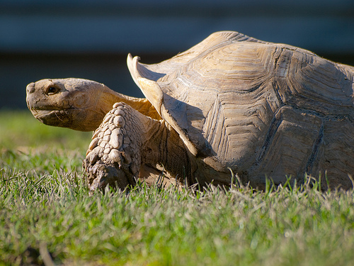 General Guide to Keeping Tortoises