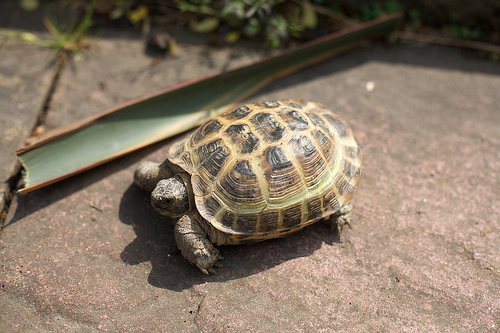 Basking Tortoises