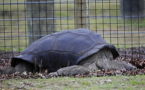 Bathing Tortoises