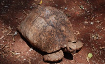 Tortoise Facts