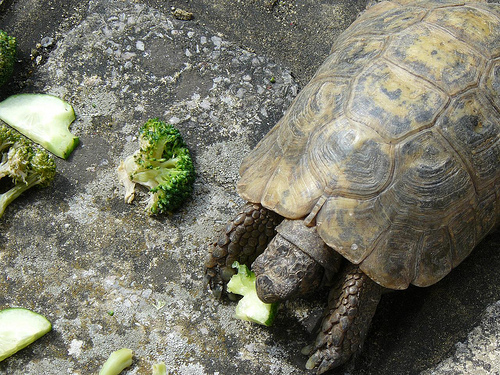 Feeding Tortoise